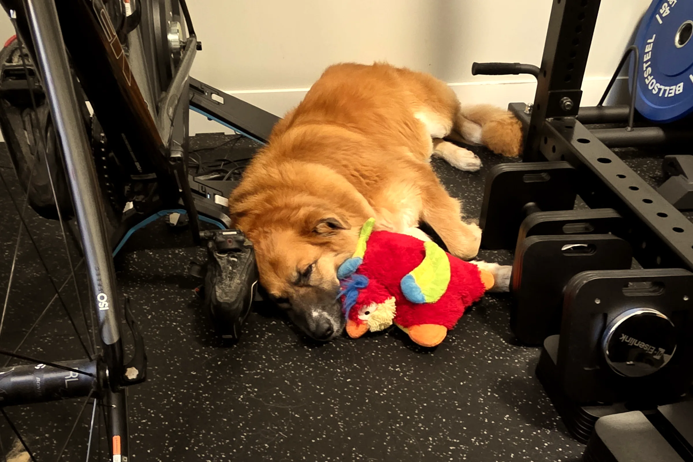 Roo, clinic dog at Rogue Physical Therapy